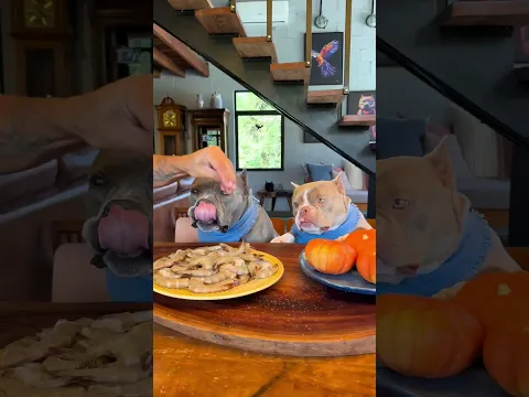 soy el perro calabazin grisesero más guapo de España? #viral #perros #perrofeliz #dúo