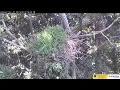 Johnson City Cam 1 ETSU Eagle Cameras