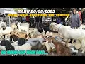 Download Lagu 1300 BABON 2 ANAK ⁉️ REVIEW SEMUA KAMBING PASAR WAGE KERTOSONO @BERPETUALANG75 