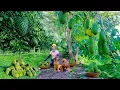 Download Lagu Harvesting Soursop For Sale At The Market, Cooking, Gardening, And Animal Husbandry| Lý Tiểu Liên