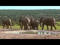 Download Lagu ADA GAJAH DI BALIK BATU ‼️