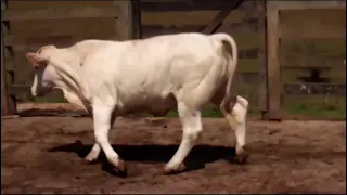                          دندنها