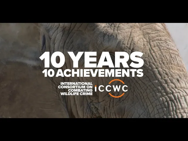 Watch ICCWC: A decade of supporting States fighting Wildlife Crime on YouTube.