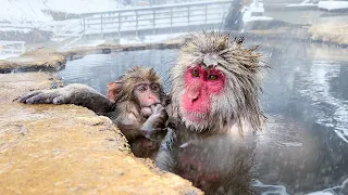 Download Japanese Onsen Ryokan Where You Can Bathe with Snow Monkeys🐒♨️ | Jigokudani Snow Monkey Park | ASMR MP3