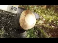 Compilation of Trees Falling Down NO MUSIC Satisfying