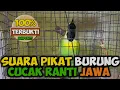 Download Lagu 🔴 SUARA PIKAT BURUNG CUCAK RANTI JAWA 100% TERBUKTI AMPUH ‼️❗