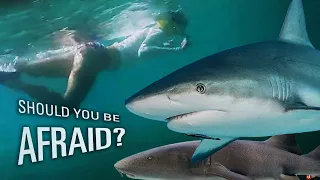 PREVENT SHARK ATTACKS – Identify Types & Behavior [Capable Cruising]
