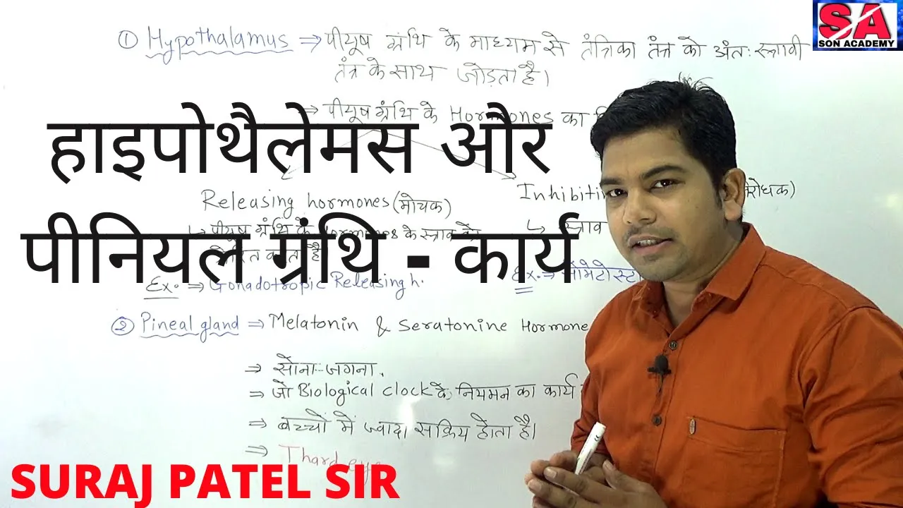 हाइपोथैलेमस और पीनियल ग्रंथि - कार्य || Hypothalamus And Pineal Gland - Function ||  Neuroanatomy ||