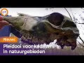 Download Lagu Dood dier, nieuw leven: pleidooi voor grote kadavers in de natuur MP3