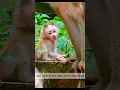 Download Lagu Leo loo-ked very hungry for now. #monkeys #Libbymonkey #leomonkey #monkey #babyanimal