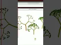 tree designing python turtle