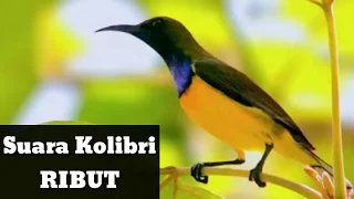 Download Suara Mp3 Burung Kolibri Ribut MP3