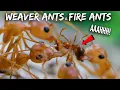 Ant War Weaver Ants vs Fire Ants