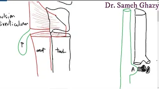 Systemic pathology 14 GIT 1 oesophageal inflammation and obstruction DR SAMEH GHAZY