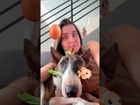 MINHA CACHORRA ACERTOU TODAS 😂 #shortsviral #humor