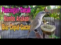 Download Lagu Burung Kecial kombo Gacor Untuk Terapi Burung Cucak Kombo Malas Bunyi / Pancingan Cucak Kombo Anakan