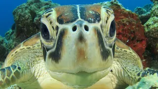 🐢