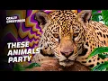 How These 5 Animals Get Drunk and High