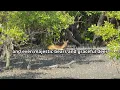 Temperate Forest Habitat
