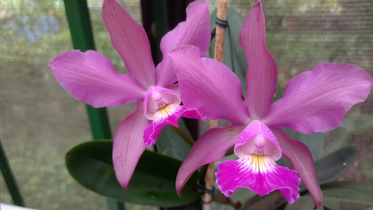 MUITAS ORQUÍDEAS LINDAS NO ORQUIDÁRIO MOGI MIRIM, FIZ OUTRA VISITA LÁ