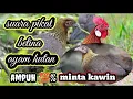 Download Lagu suara ayam hutan betina || jamin terpikat ayam hutan jantan 💯% ampuh..