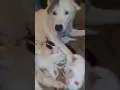 Akita Puppies Sale in Raleigh NC