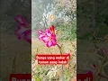 Download Lagu Bunga yang mekar di taman