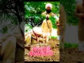Download Lagu Bhagat Singh Attitude Status 🔥🔥💯💯 | INQUILAF Zindabad | The legend of Bhagat Singh | Shaheed #shorts