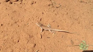 سحلية   عداء الصحراء                                           دندنها