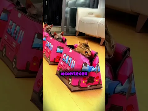 Esse garoto fez um trenzinho para seus gatos... 🐈😂