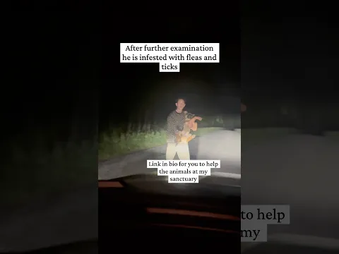 I Thought I Was Rescuing A Sick Coyote