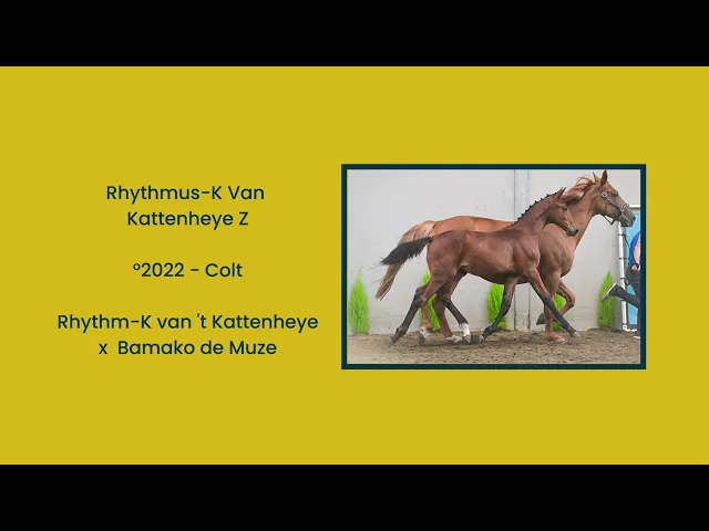 Rhythmus-K Van Kattenheye Z