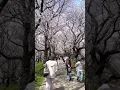 Download Lagu Do you know Hanami?Japanese Cherry Blossoms Veiwing