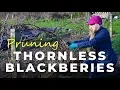 Download Lagu How to prune Thornless Blackberries