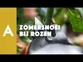 Zomersnoei bij rozen I Een groener thuis! #45 I Angelo Dorny