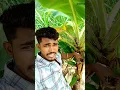 Download Lagu 💥💖வெறும்  3 அடில வாழை மரம் தார் போட்டுருக்குதுங்க..!🤔🤔#banana #villagefruits #shorts #mountainlife