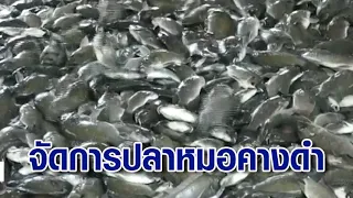 ศาลปกครองสั่งกรมประมงทำแผนระงับยับยั้งการระบาด "ปลาหมอคางดำ"