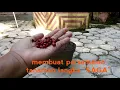 Download Lagu Membuat Persemaian Biji 'SAGA' yang sudah Langka