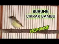 Cikrak Bambu Bahan Langsung nyaut @faxxybird