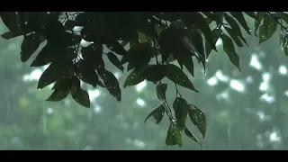 الشيخ ماهر المعيقلي سورة آل عمران بدون مؤثرات سورة آل عمران القرآن الكريم بدون مؤثرات  الشيخ ماهر المعيقلي سورة آل عمران بدون مؤثرات سورة آل عمران القرآن الكريم بدون مؤثرات