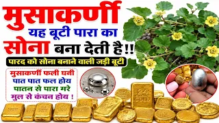 मुसाकर्णी यह बूटी पारा का सोना बना देती है!! पारद को सोना बनाने वाली जड़ी बूटी #mercurytoGoldconvert
