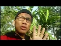 Download Lagu Salam 5 waktu - Wali (lipsing)