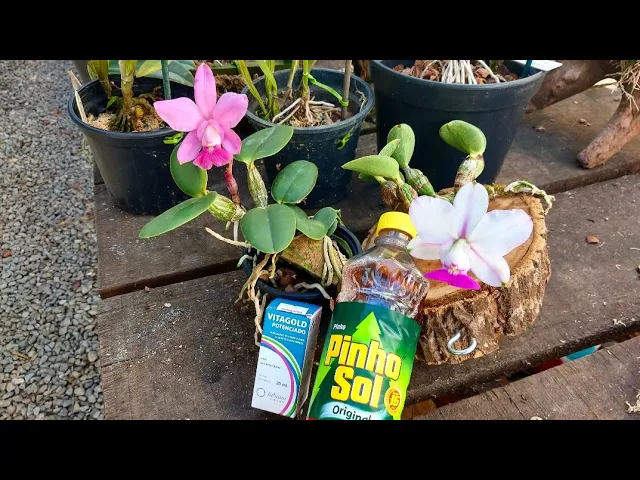 ADUBOS E DEFENSIVOS CASEIROS PARA ORQUÍDEAS