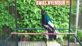 kacer gacor pancing emosi lawan jadi on buka ekor nyembur isian