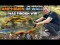 Download Lagu AMPHIBIEN im Wald - Was finden wir in Deutschland?