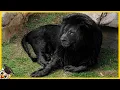 Download Lagu 10 Animali Più Rari al Mondo