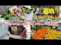 Download Lagu 🥬BELANJA MINGGUAN LANJUT FOODPREP SIMPEL |NYICIL PINDAHAN RUMAH,MINI GROCERY DI SUPERINDO #dailyvlog