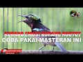 Download Lagu KONIN KURANG EMOSI KURANG NGOTOT COBA PAKAI SUARA KOLIBRI NINJA INI !! MASTERAN PANCINGAN KONIN