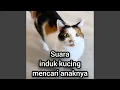 Download Lagu Suara Induk Kucing Mencari Anaknya (Live)