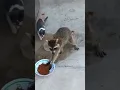 Download Lagu Raccoon Steals Cat Food 🥺😂